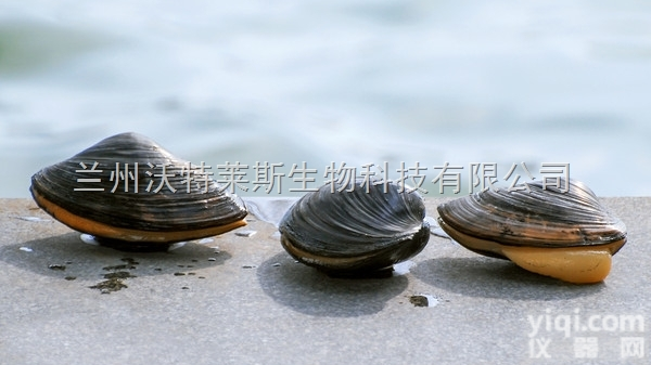 粉末  河蚌<em>提取物</em> 河蚌肉 河蚌<em>多糖</em> 1公斤起订