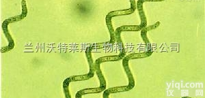 <em>粉末</em>  钝顶螺旋藻<em>提取物</em> 10：1 20:1 多种提取规格