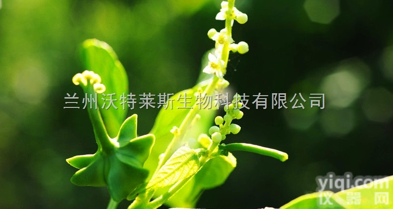 粉末  美藤果<em>提取物</em>  美藤粉 1<em>公斤</em>起订 长期供应