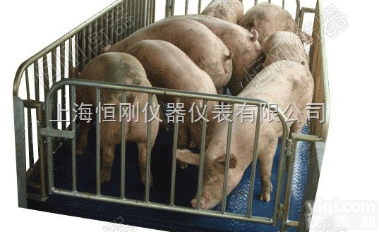 称猪的秤，称<em>牛的秤</em>，称羊的秤，动物秤