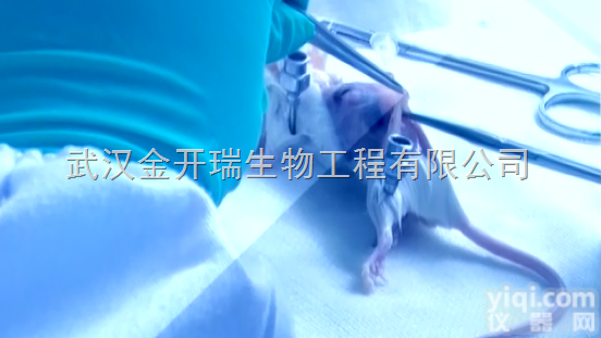 动物单/<em>多克隆抗体制备</em>