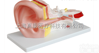 <em>中耳</em><em>解剖</em>模型
