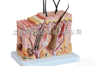 <em>中型</em>皮肤<em>放大</em><em>模型</em>