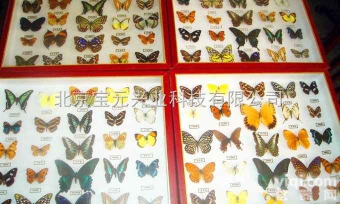 by  益虫<em>害虫</em>昆、6益6害昆虫标本
