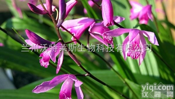 粉末  白芨<em>提取物</em> 多种<em>规格</em> 1公斤起订