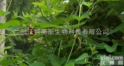 粉末  <em>青木香</em><em>提取物</em> 五香/蜜香1公斤起订