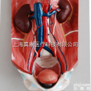 <em>泌尿</em>系统<em>模型</em>