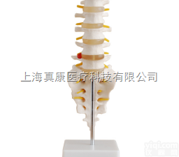 自然大<em>腰椎</em>带尾<em>椎骨</em>模型
