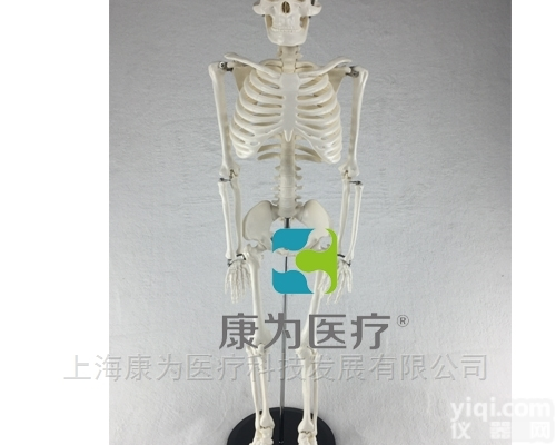 HAM1107  全身<em>骨骼</em>85cm<em>模型</em>|运动系统系列