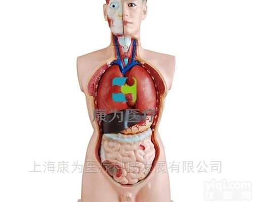 HAM1640  男性人体<em>半身</em><em>躯干</em>模型（85cm/19件）