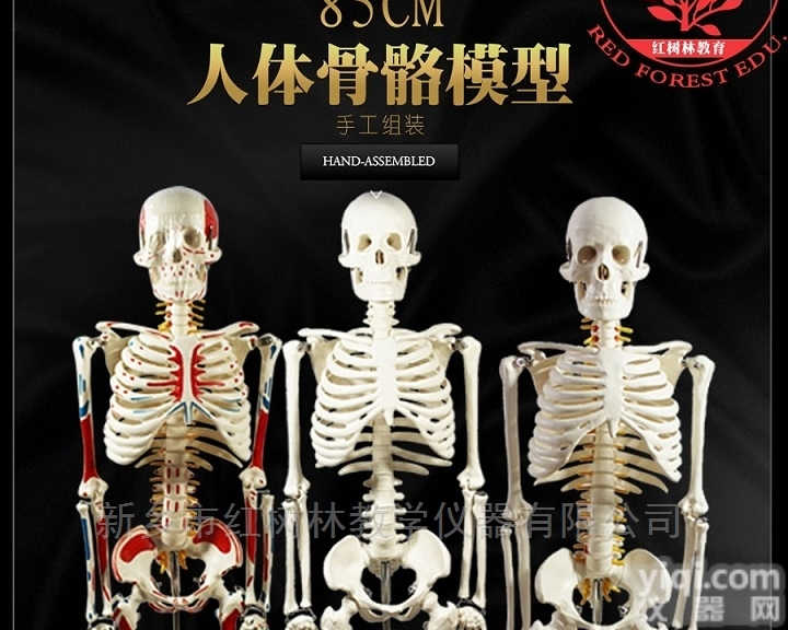 人体<em>骨骼</em>85cm<em>模型</em>