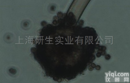 <em>DSMZ土壤伯克氏菌</em>价格