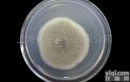 DSMZ<em>弱小</em><em>珊瑚</em><em>杆菌</em>品Pai