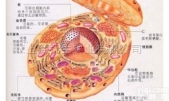 <em>抗人TNFRII小鼠杂交瘤细胞；2H1</em>图片