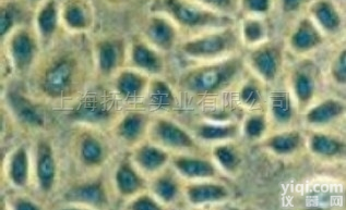 <em>抗肿瘤</em>坏死因子α<em>小鼠</em><em>杂交瘤</em>细胞；7A8价格