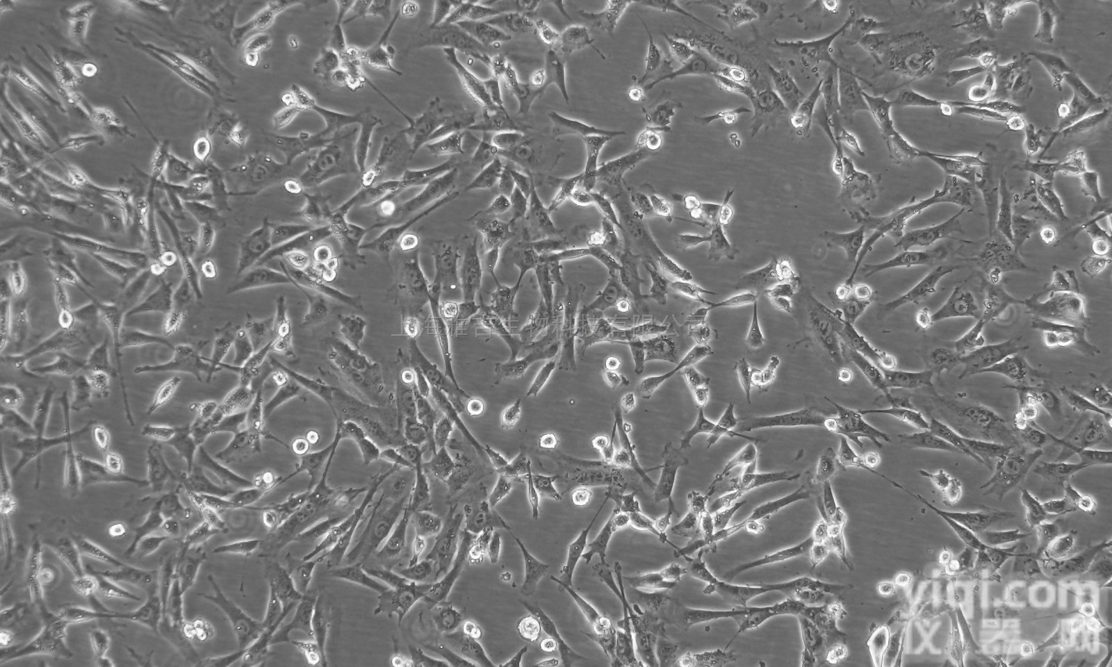 HMEC-1 <em>人微</em>血管内皮<em>细胞系</em>