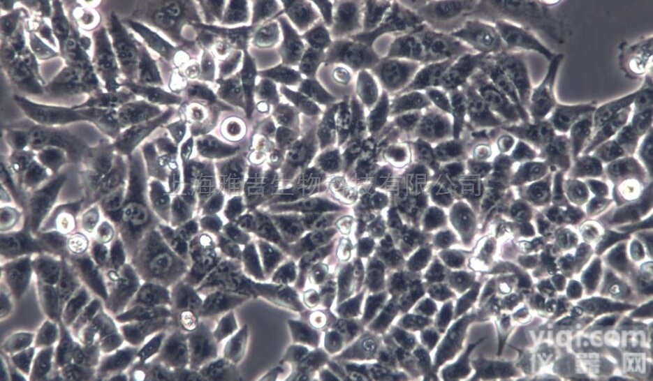 人低侵袭性<em>脉络膜</em>黑色<em>素素</em>瘤<em>细胞系</em>