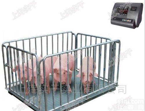 scs  1-3t<em>犊牛</em>地秤 <em>小牛</em>围栏秤1.5*2米