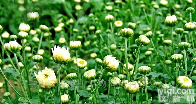 粉末  胎菊<em>提取物</em> 小白<em>菊粉</em> 浸膏 1公斤起订