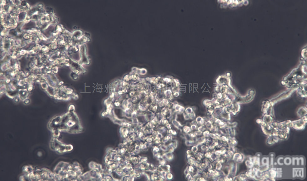 MDA-MB-231/ADR，人<em>乳腺癌</em>耐阿霉素<em>细胞</em>