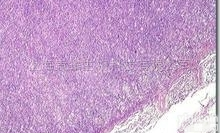 <em>DT40</em><em>细胞</em>  鸡<em>淋巴瘤</em><em>细胞</em>，<em>DT40</em><em>细胞</em>