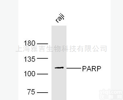 组<em>蛋白</em>转录调节<em>蛋白</em>1<em>抗体</em>HIR1<em>说明书</em>