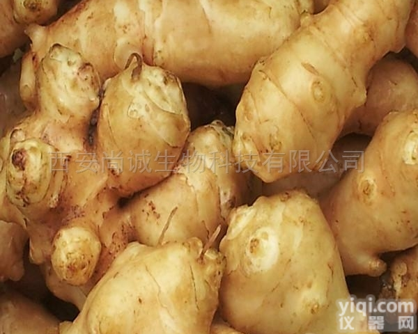 90%  <em>菊粉</em> 菊芋<em>提取物</em> 尚诚生物