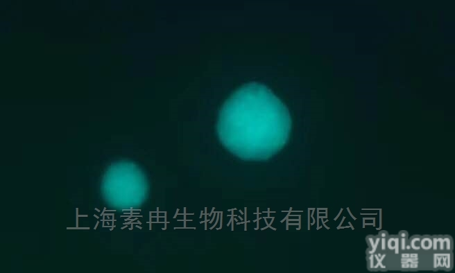 A172<em>细胞</em>|STR鉴定<em>细胞</em>|人<em>胶质</em>母<em>细胞</em>瘤<em>细胞</em>