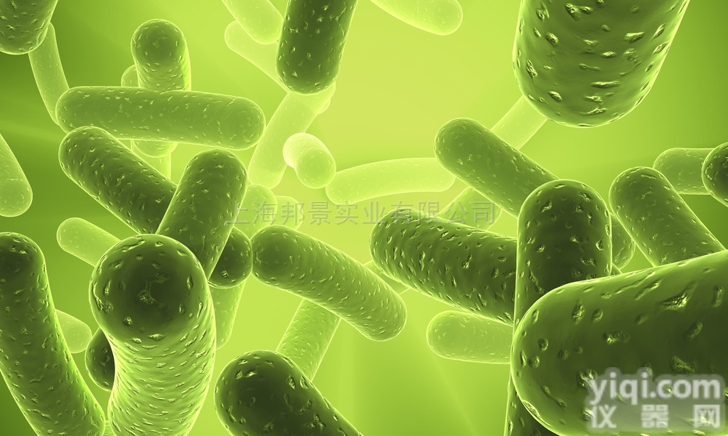 人<em>直肠</em>成纤维<em>细胞</em>，HRFCP<em>细胞</em>