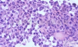 人<em>扁桃体</em><em>上皮</em><em>细胞</em>，HTECL<em>细胞</em>