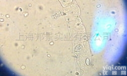 ZG<em>仓鼠</em><em>卵巢</em>细胞k1 <em>亚克</em>隆系，CHO-K1细胞