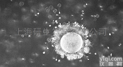 大鼠<em>乳腺</em><em>导管</em><em>上皮</em>细胞