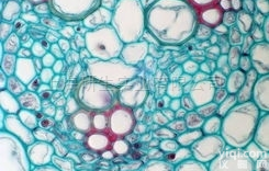 兔<em>乳腺</em><em>导管</em><em>上皮</em>细胞