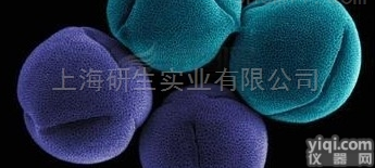 人<em>乳腺</em><em>导管</em><em>上皮</em>细胞