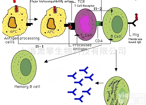 CRMP4<em>抗原</em>  CRMP4<em>抗原</em>，脑衰<em>蛋白</em>反应调节<em>蛋白</em>4<em>抗原</em>