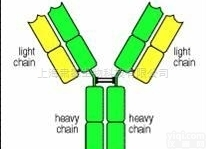 <em>LAMP1抗原，溶酶体相关膜蛋白1抗原</em>