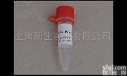 细胞<em>纤毛</em>内转运<em>同源</em>蛋白43<em>抗体</em>