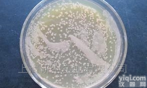 耻垢<em>分枝</em><em>杆菌</em>保存，ATCC<em>菌种</em>