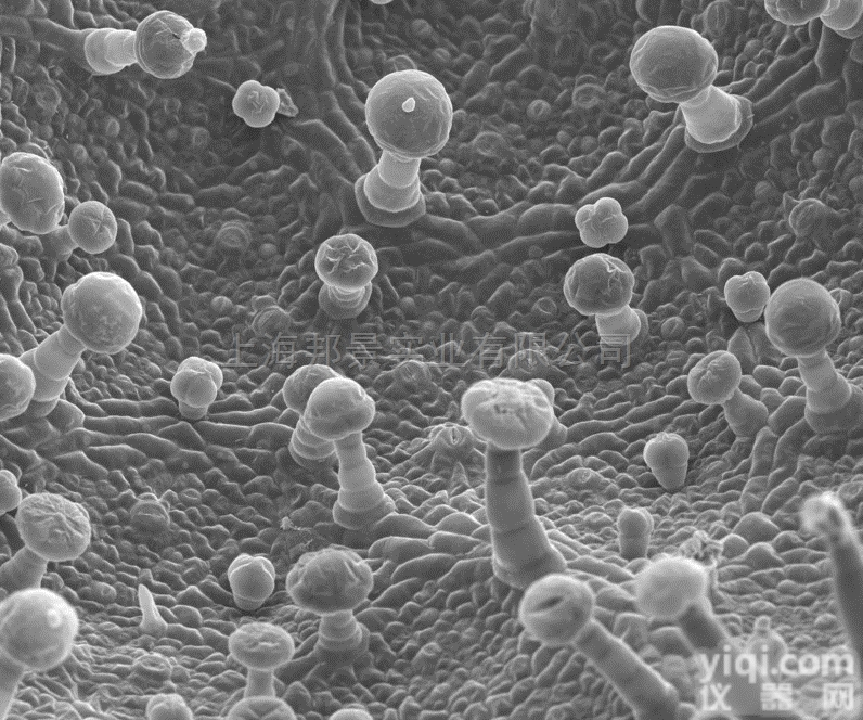 绿脓假<em>单胞菌</em>（绿脓杆菌）售价，ATCC<em>菌株</em>