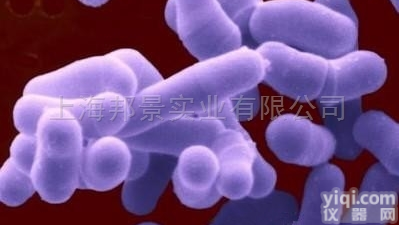 <em>缺陷</em><em>短波</em><em>单胞菌</em>现货，ATCC菌株