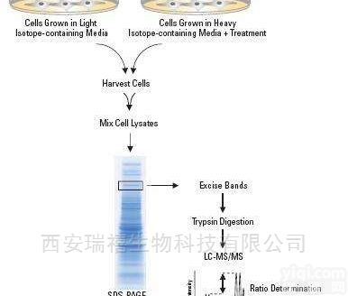 11  cas：<em>71258</em>-22-5，同位素d5溴化物