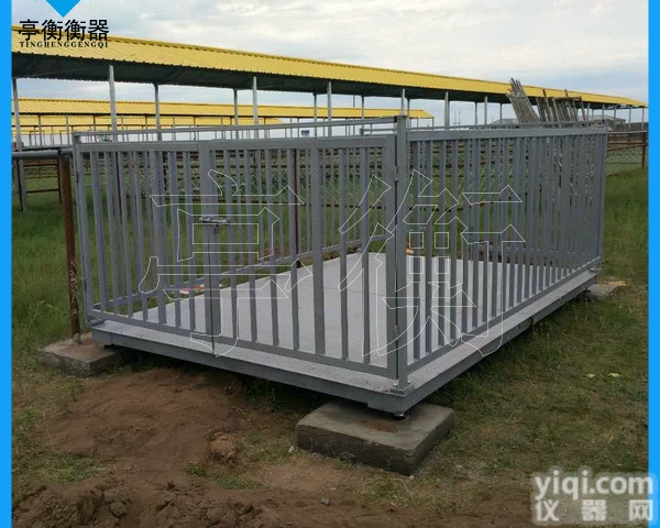 称动物13米电子秤/<em>永州</em>称猪带笼子2吨<em>磅秤</em>