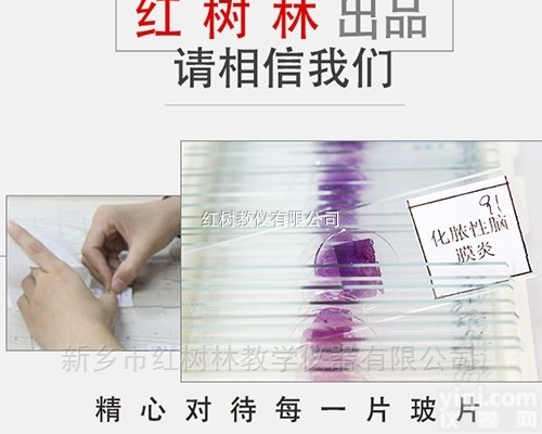 标本  医学院用<em>100</em>片<em>显微镜</em>人体组织病理切片标本