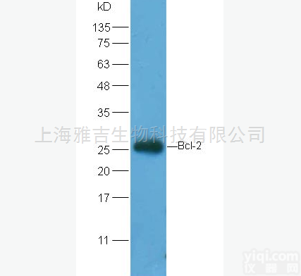 腺<em>嘌呤</em><em>受体</em><em>抗体</em>MRGPRA说明书