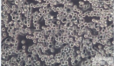 A549-luc人非小<em>细胞</em><em>肺癌</em><em>细胞</em> -<em>荧光素酶</em>标记