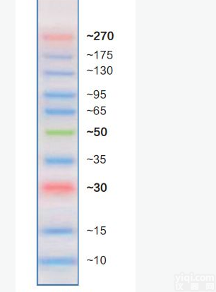 <em>膀胱癌</em>和<em>乳腺癌</em>过表达基因<em>抗体</em>