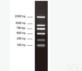 <em>磷酸化</em>干扰素<em>gamma</em>受体1蛋白抗体