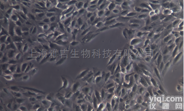 So18小鼠<em>骨骼肌</em>成肌<em>细胞系</em>