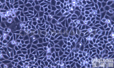 <em>斑马鱼</em><em>胚胎</em>细胞系