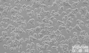 SV40 MES 13<em>小鼠</em><em>肾小球</em>系膜<em>细胞系</em>